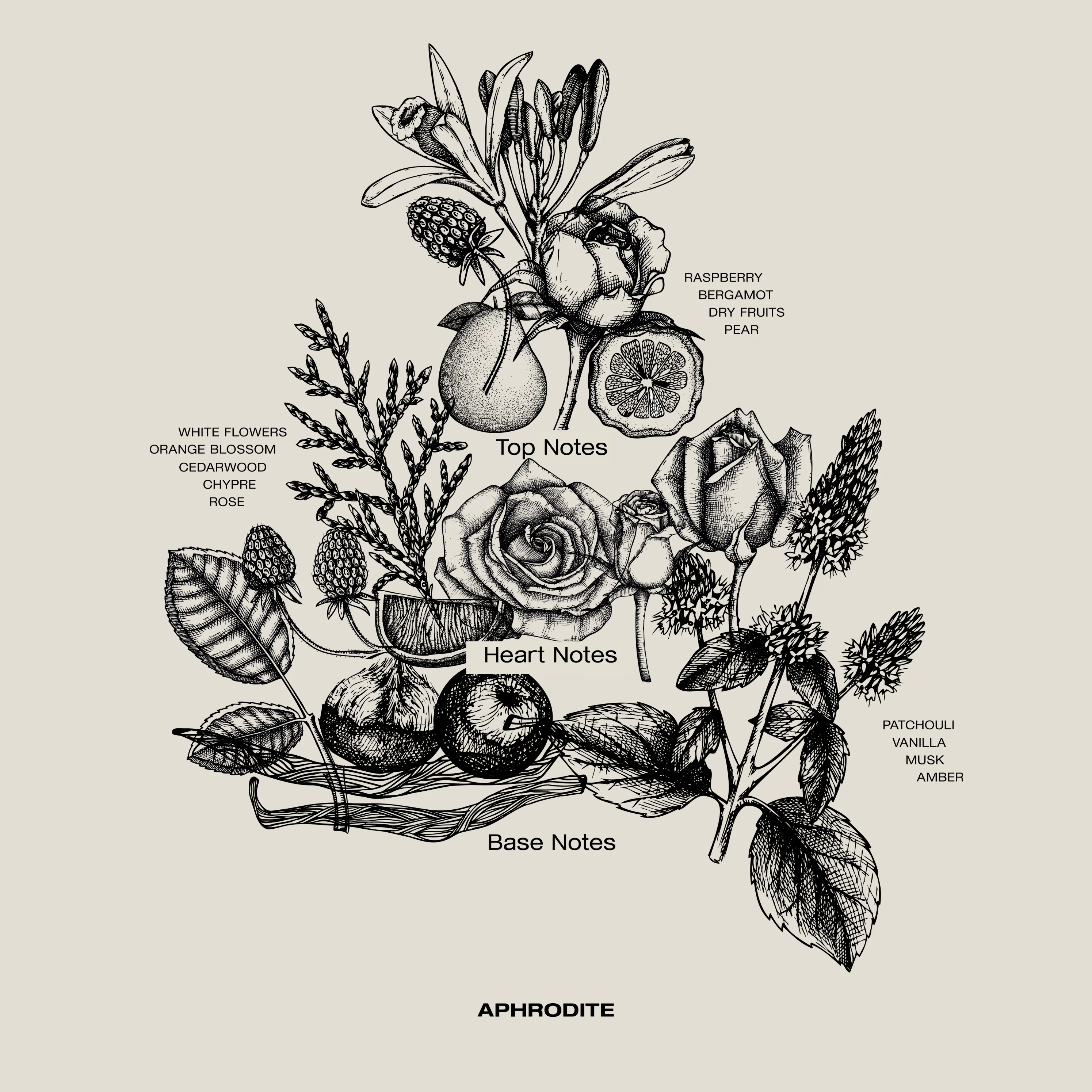 APHRODITE PERFUMED REEDS - Image 5